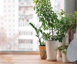 Conheça quais plantas se adaptam melhor em apartamentos